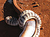 zebra-snake-09.jpg