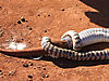 zebra-snake-12.jpg