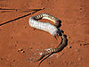 zebra-snake-14.jpg