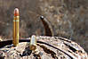 bullet-500-jeffries-002.jpg