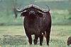 buffalo22.jpg