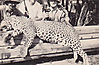 chasse-leopard-afrique1.jpg