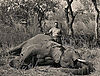 elephant-and-hunter.jpg