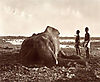 elephants2.jpg