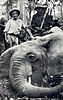 hunting-elephant11.jpg