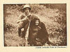 hunting-gorilla.jpg