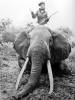 hunting_safari_elephant.jpg