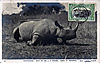 rhino-hunt1.jpg