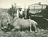 rhino-hunt2.jpg