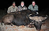 21a-buffalo-with-a-bow-ph-ben-rick-hanas-ph-yvan.jpg