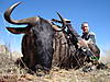 BLUE_WILDEBEEST_8.JPG