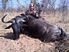 Holly_Wildebeest.jpg