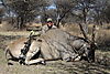 bow-hunting-africa-096.JPG