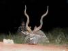 bow_hunting_greater_kudu_01.jpg