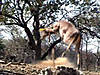 bowhunting-video-impala.mov