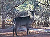 bowhunting-video-waterbuck.mov