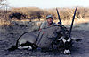 bowhunting_gemsbok_002.jpg