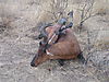 bowhunting_hartebeest_001.jpg