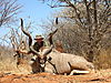 bowhunting_kudu_013.jpg