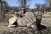 hunting-cape-eland2.JPG