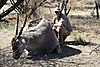 hunting-eland10.JPG