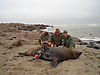 hunting-seal-02.jpg