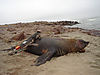 hunting-seal-03.jpg