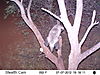 honey-badger-0111.JPG