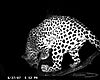 hunting-leopard-016.JPG