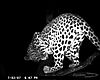 hunting-leopard-023.JPG