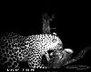 hunting-leopard-026.JPG