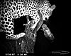 hunting-leopard-03.JPG