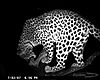 hunting-leopard-08.JPG