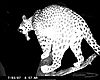 hunting-leopard-11.JPG