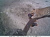 leopard-0562.JPG