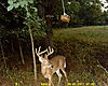 trail_camera_3_007.JPG