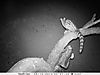 trailcamera-046.JPG