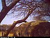 trailcamera-074.JPG