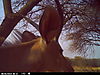 trailcamera-078.JPG