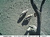 trailcamera-087.JPG