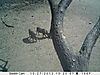 trailcamera-170.JPG