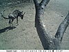 trailcamera-176.JPG