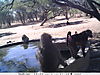 trailcamera-231.JPG