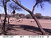 trailcamera-303.JPG