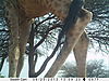 trailcamera-343.JPG