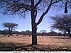 trailcamera-377.JPG