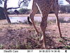 trailcamera-393.JPG