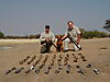 bird_sand_grouse_02.jpg