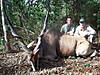 Eland_1_.JPG