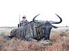 Louis_June_2007_Safari_Blu_Wildebeest.jpg